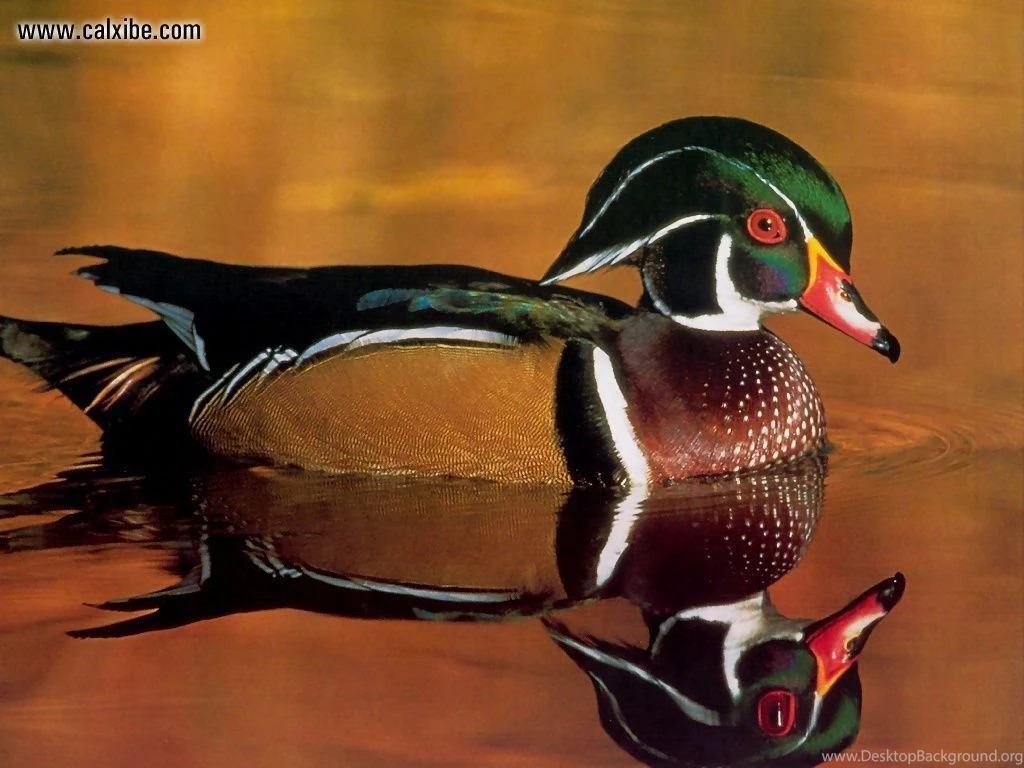 Animals: Wildlife Wood Duck, Desktop Wallpapers Nr. 10413