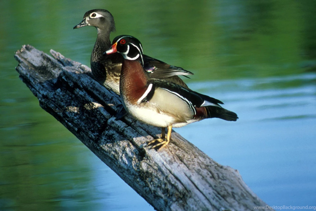 Wood Ducks   Beautiful Birds Wallpapers
