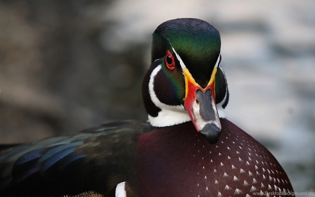 Wood Duck Desktop Wallpapers 19535