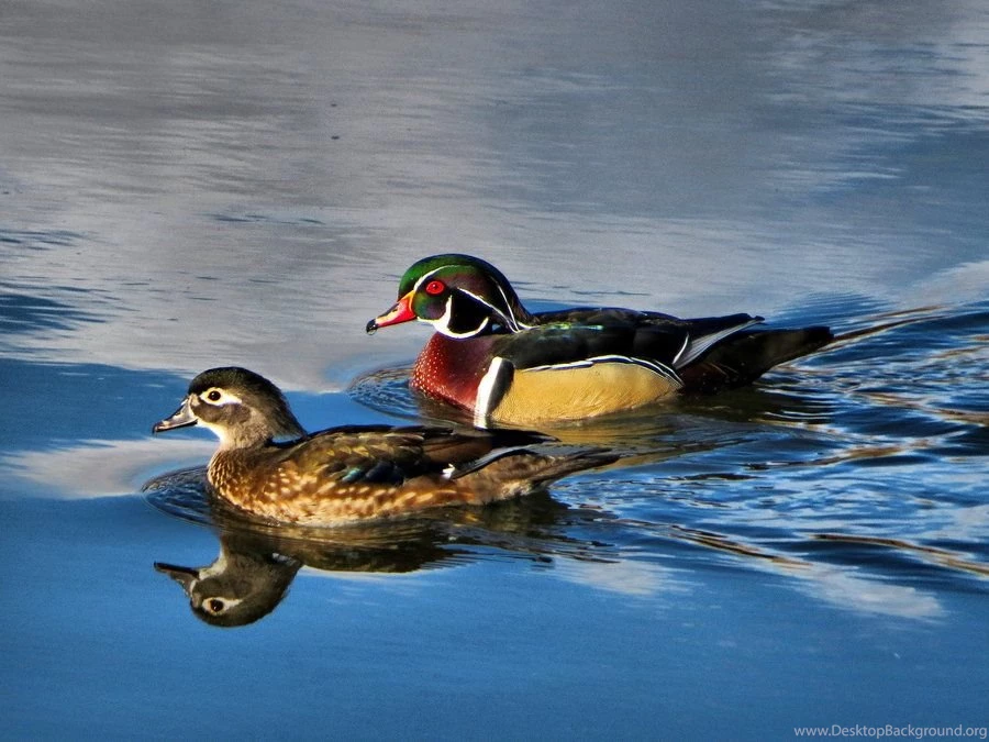 Wood Duck Pair By Glacierman54 On DeviantArt