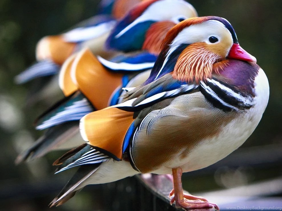 Mandarin Ducks Photo, Animals Wallpapers – National Geographic ...