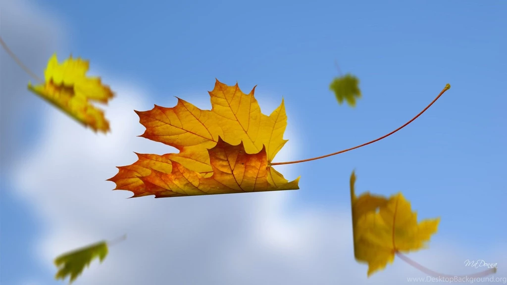 Wallpaper blue sky falling leaves.jpg