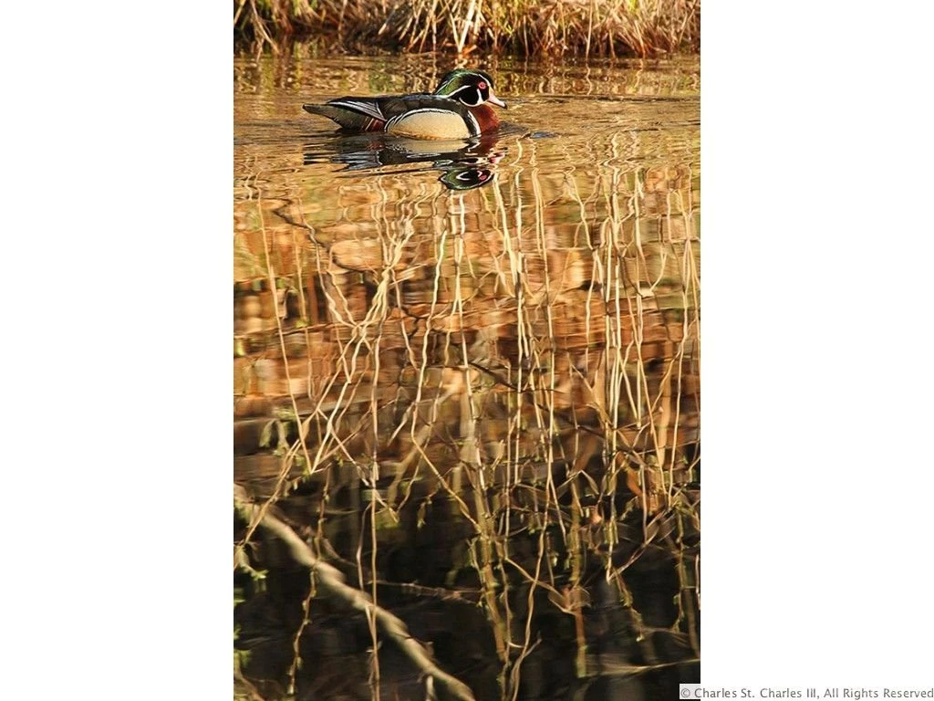 Gifts Of Art Exhibition