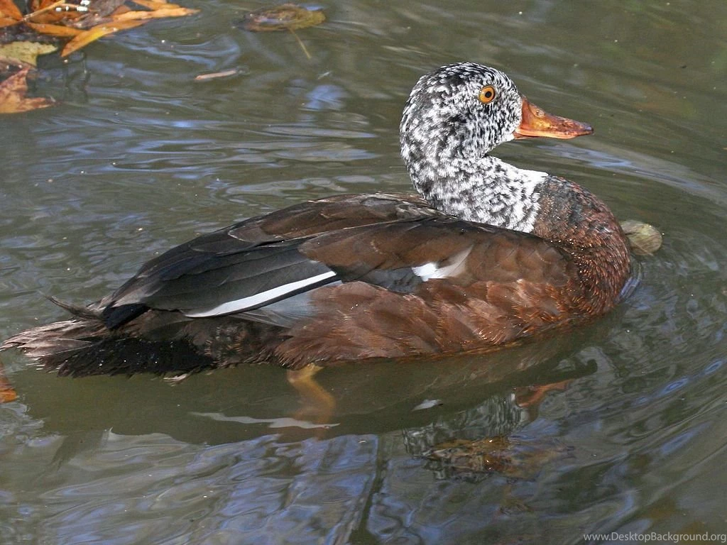 File:White winged Wood Duck (Cairina Scutulata) RWD.jpg ...
