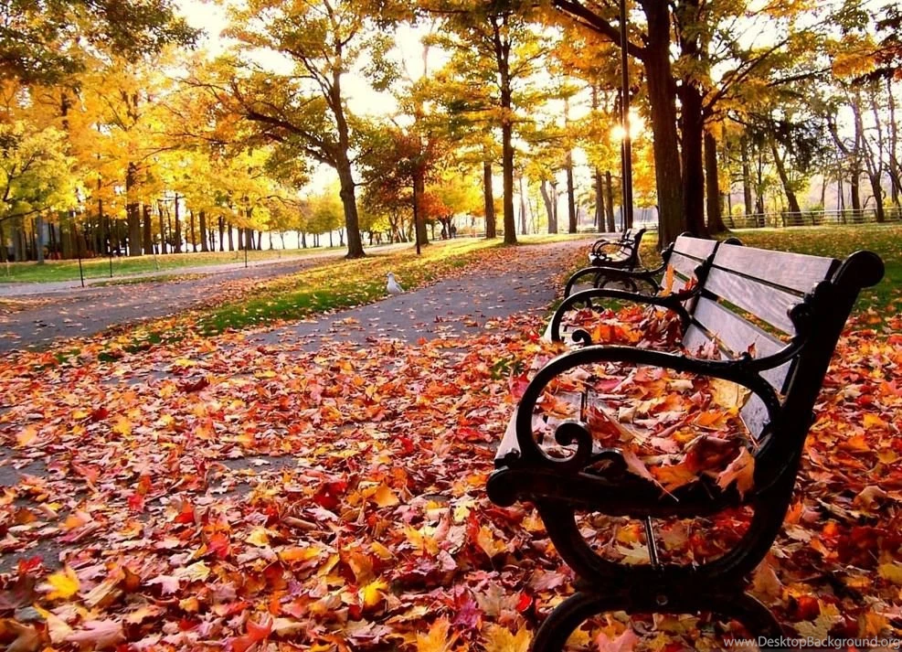 Falling Leaves Wallpapers Photos Of Falling Leaves Wallpapers Free ...
