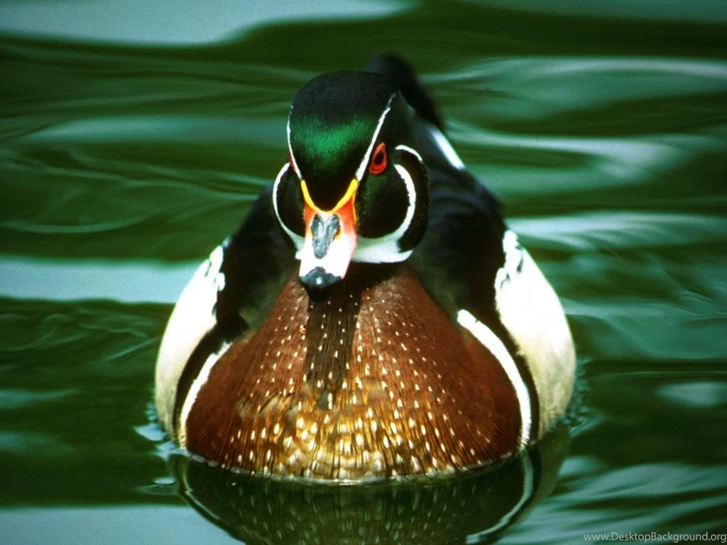 Duck Pictures And Facts: Page 2