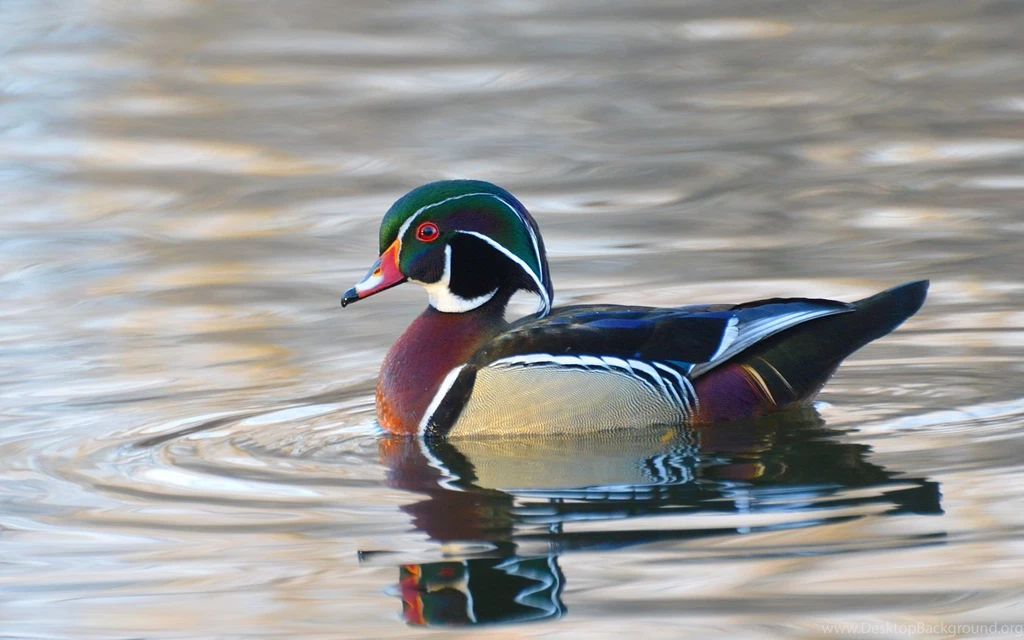 Home For A Day: Sunset Wood Ducks