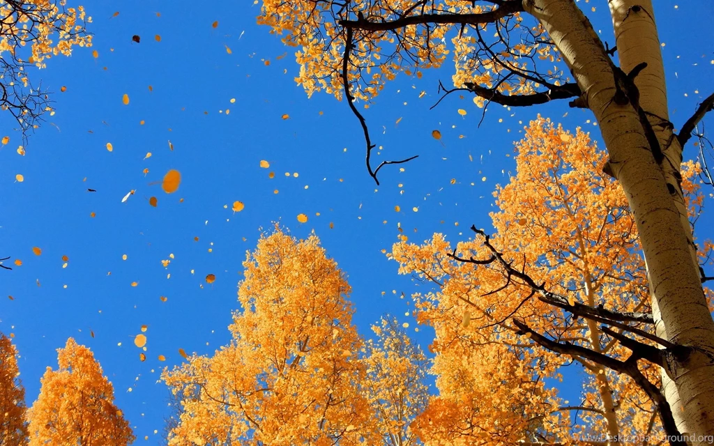 Autumn Falling Leaves Wallpapers