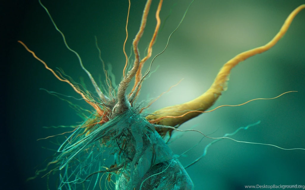 High Quality Wallpapers