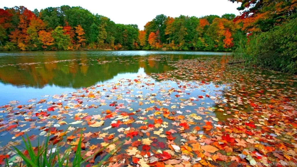 Fall Leaves 1785916