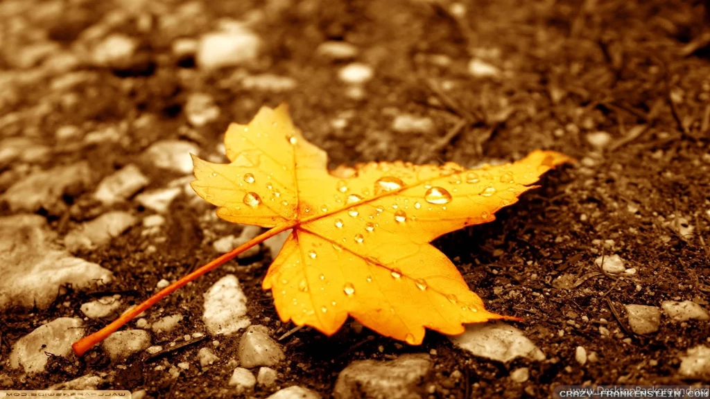 Fall Leaf Water Wallpapers