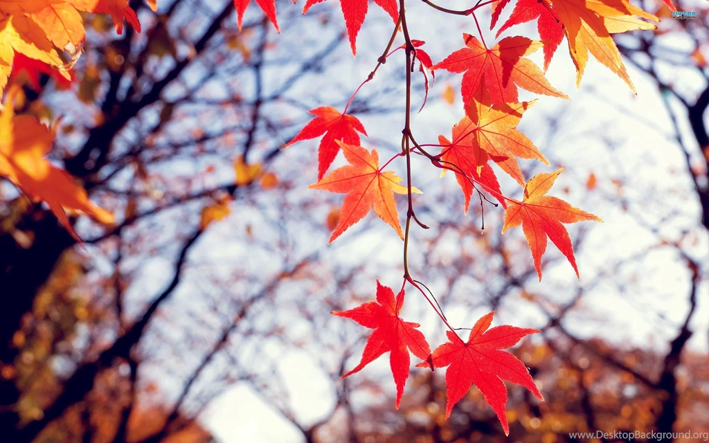 Fall Leaves Wallpapers Desktop 60A   WallPey