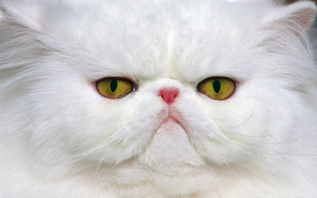 Animals widescreen wallpaper animals 2757781 1280 800 ...