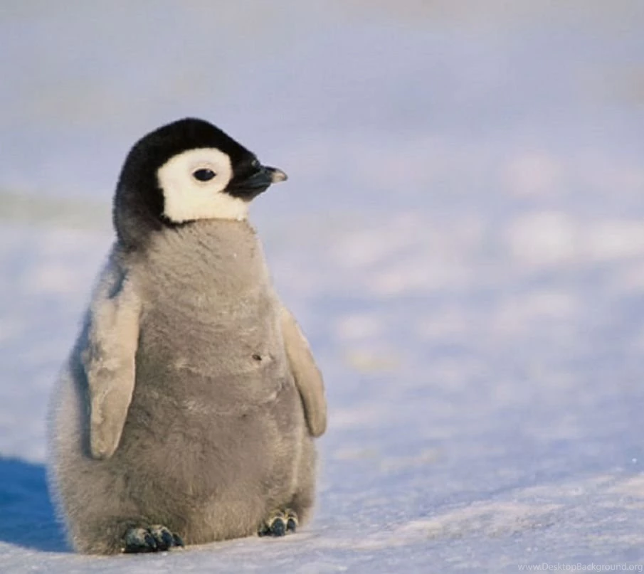 Animal Desktop Images, Download Wallpaper, Widescreen Images, Free ...