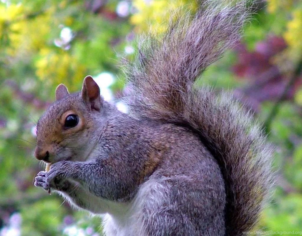 Squirrel Wallpapers   Animals Town