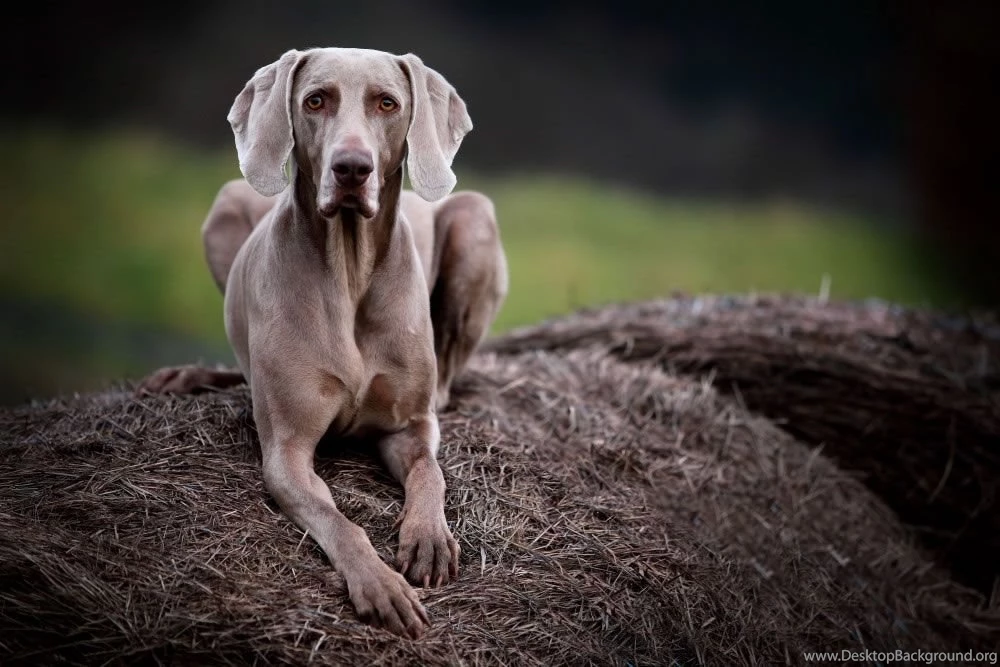 Weimaraner   My Doggy Rocks