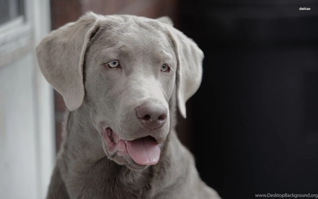 Weimaraner Wallpapers   Animal Wallpapers