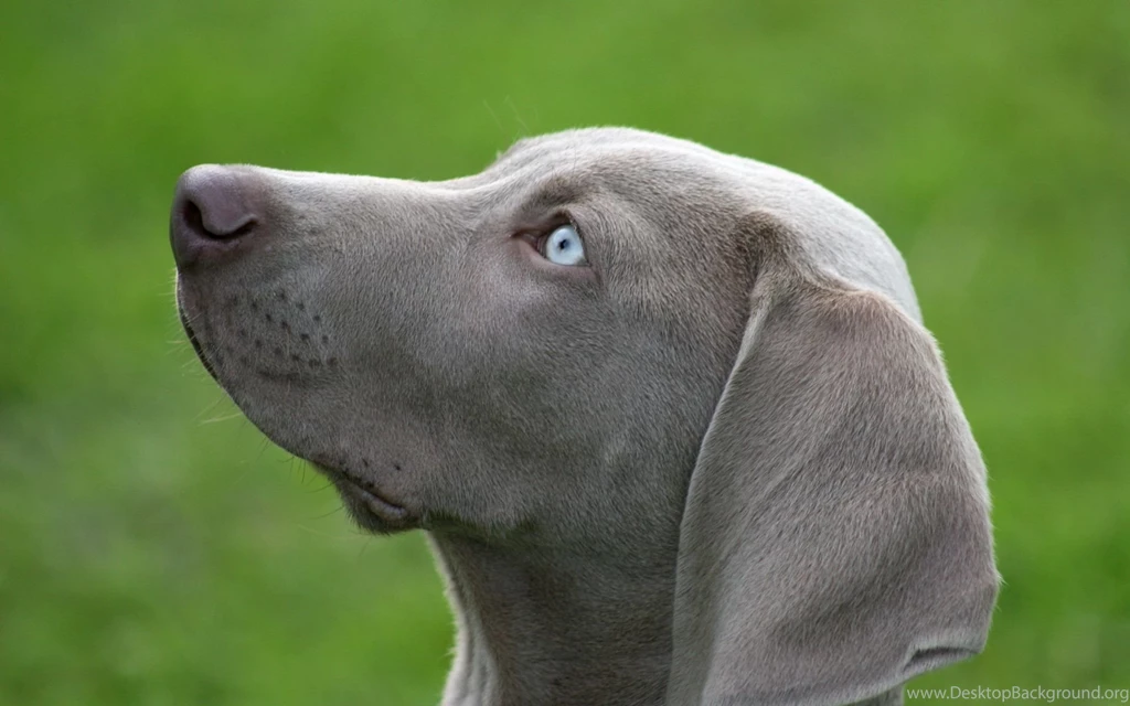 15 Weimaraner HD Wallpapers