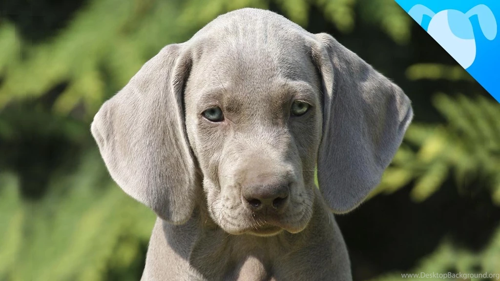 Weimaraner Wallpapers