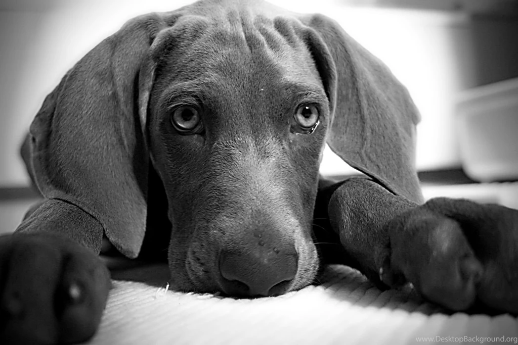 Free Images] Animals 1, Dogs, Weimaraner, Black And White ID ...