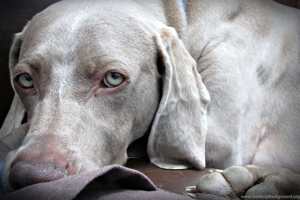Weimaraner High Definition Wallpapers