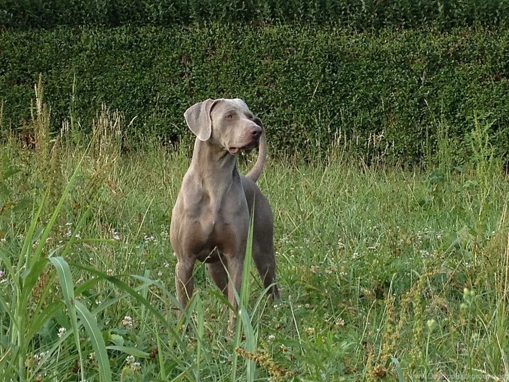 File:Weimaraner Baldo 1 Anno.JPG Wikimedia Commons