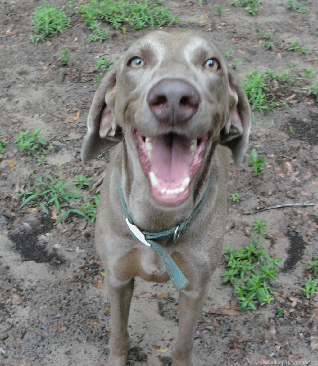 Weimaraner Photos And Wallpapers. The Beautiful Weimaraner Pictures