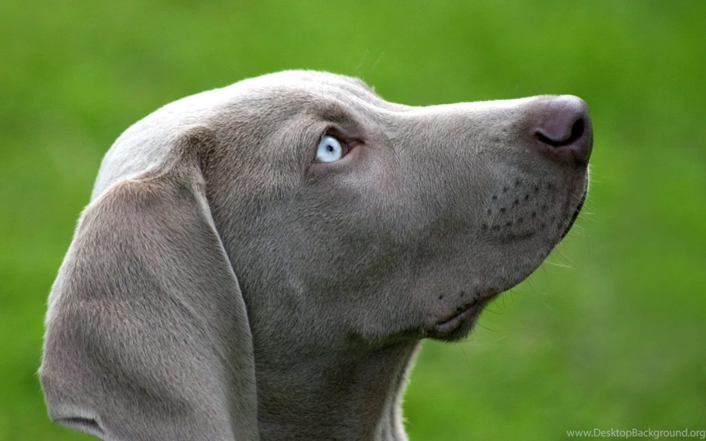 Weimaraner Puppy 1920x1200.jpg