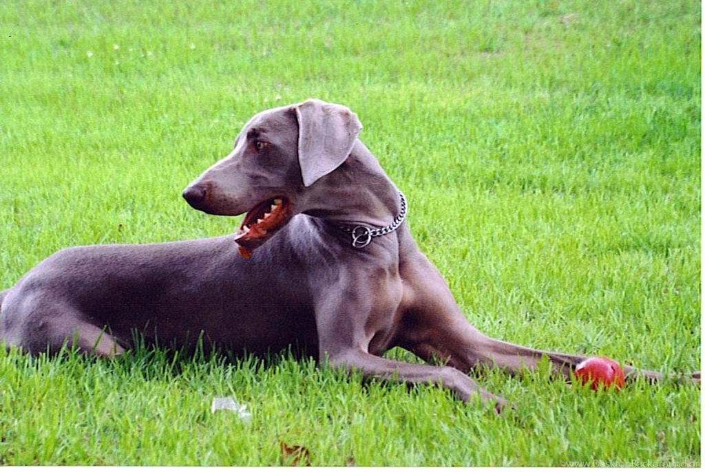 Free Wallpapers Weimaraner Dog Wallpapers