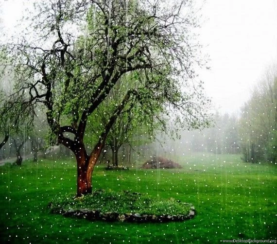 Beautiful Rain Falling Wallpapers