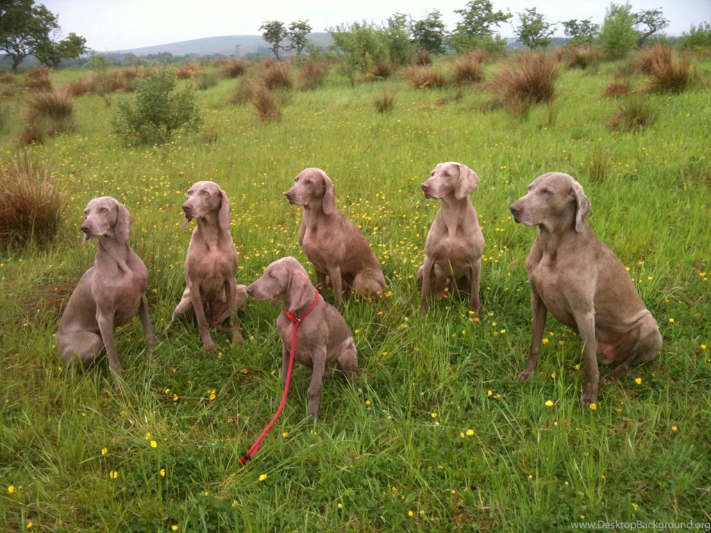 Weimaraner Dogs Photo And Wallpaper. Beautiful Weimaraner Dogs ...