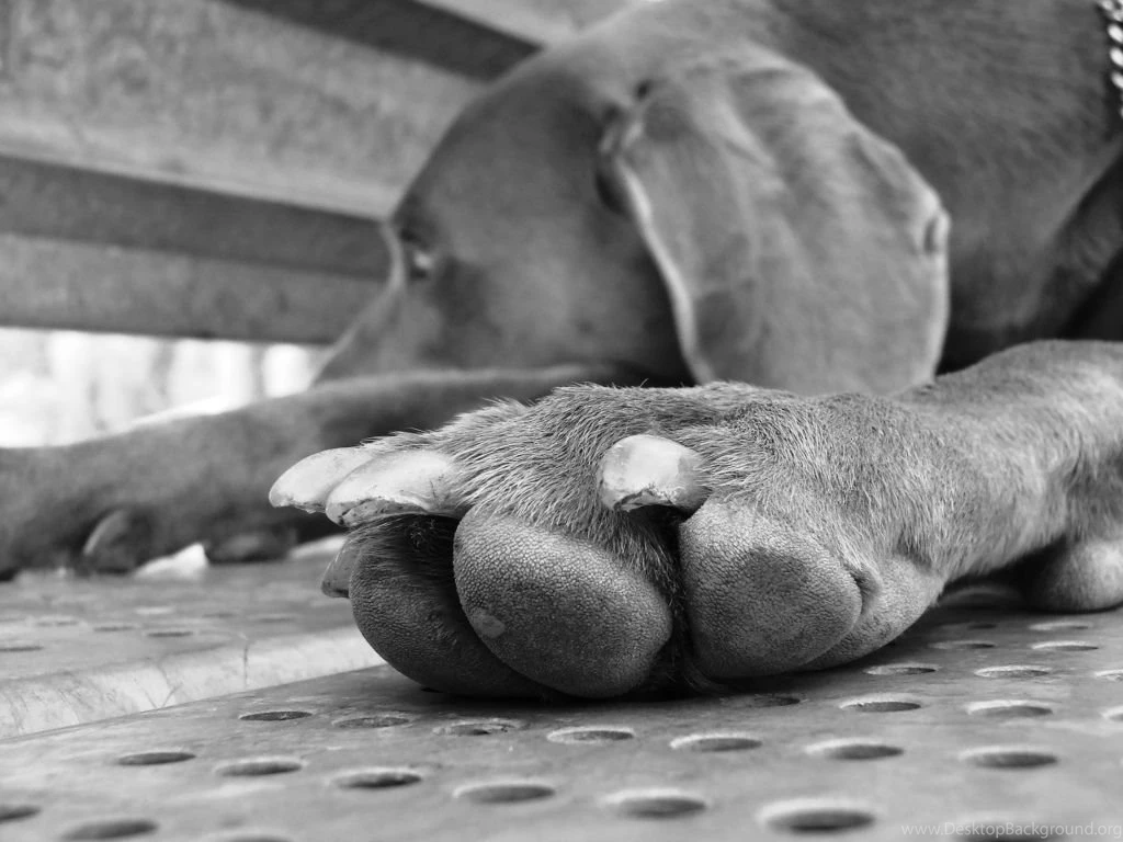 Weimaraner Desktop Backgrounds HD