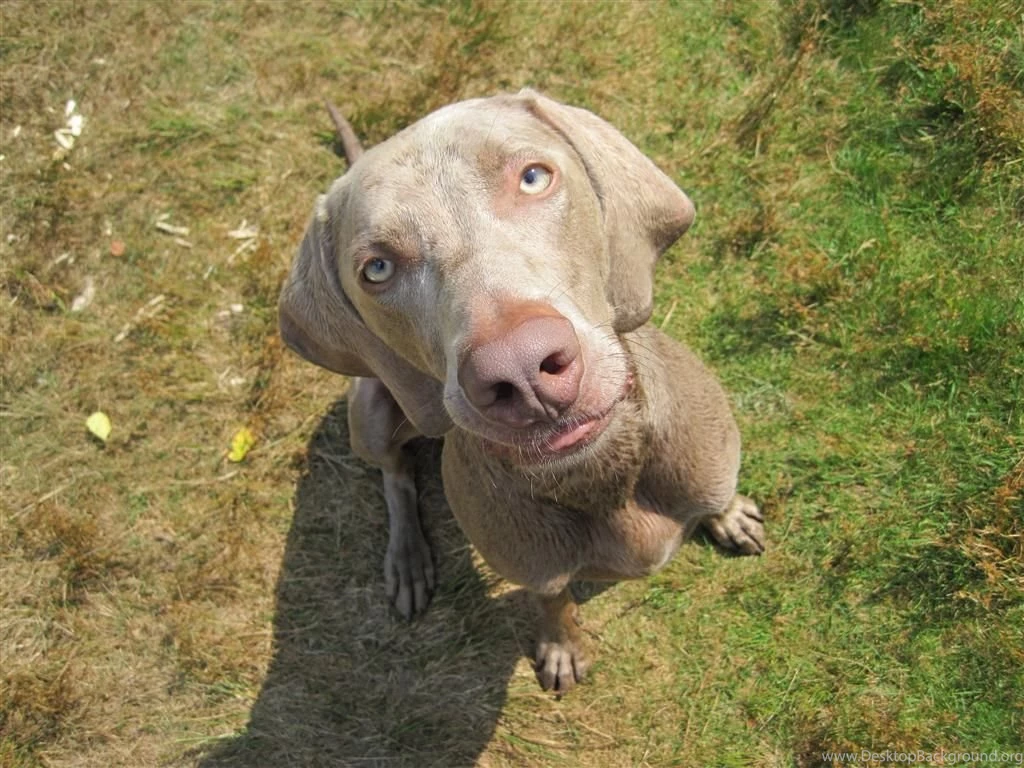 Weimaraner Dog Looking At You Photo And Wallpaper. Beautiful ...