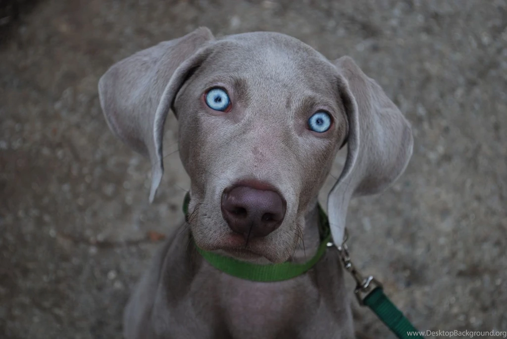 Weimaraner Eyes Wallpapers   My Doggy Rocks