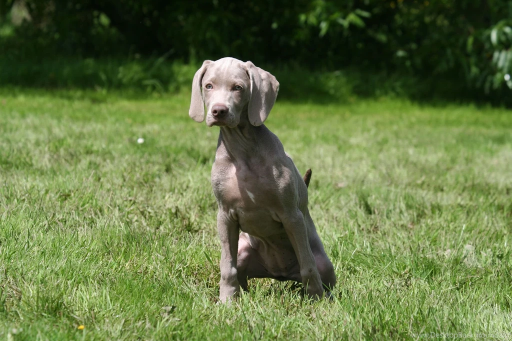 Weimaraner Wallpapers   My Doggy Rocks