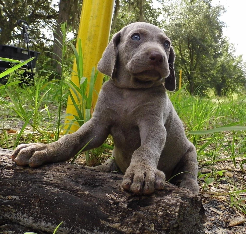 Cute Weimaraner Puppy Photo And Wallpapers Beautiful Cute