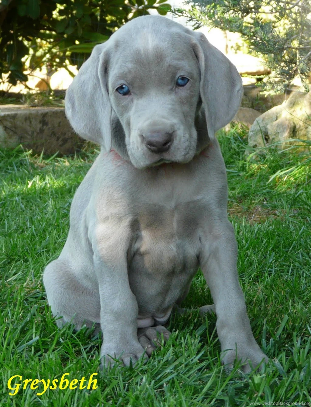 Hunting weimaraner breeders cheap