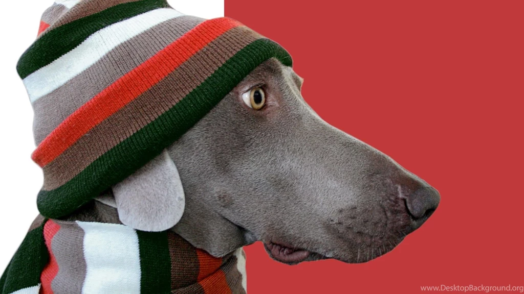 Weimaraner Computer Wallpapers, Desktop Backgrounds