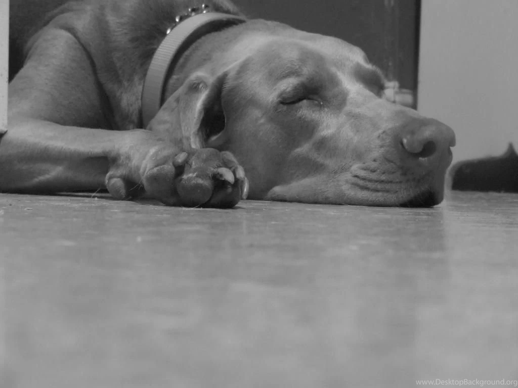 Weimaraner Great Dane Mix