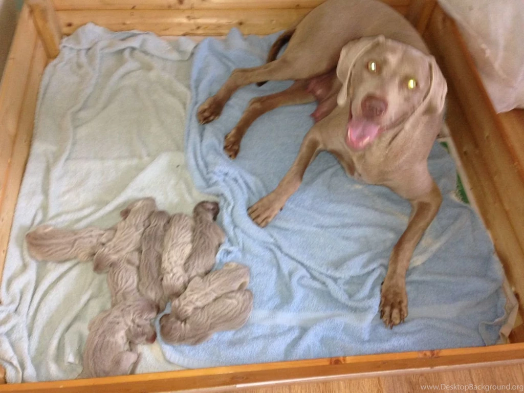 Weimaraner Puppies (id: 83103) – BUZZERG