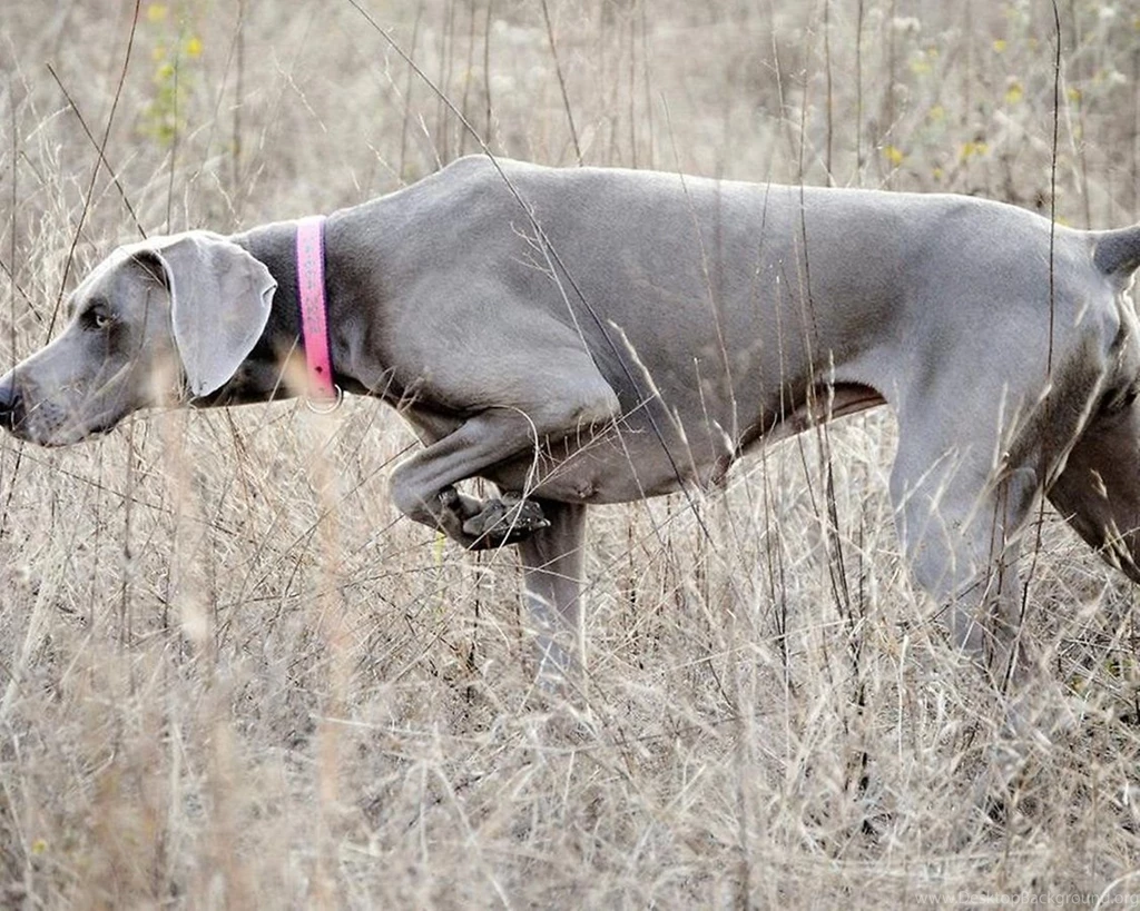 Weimaraners Wallpapers   Android Apps And Tests   AndroidPIT