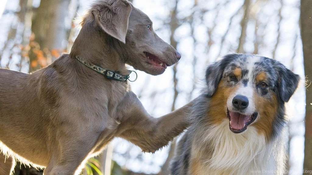 венгерская овчарка / Pinme