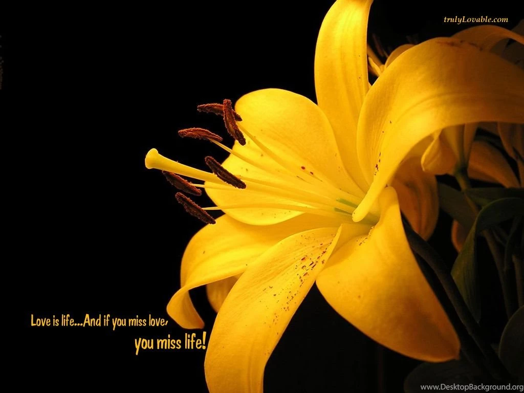 Free Download Love Wallpapers For PC HD Wallpapers Lovely