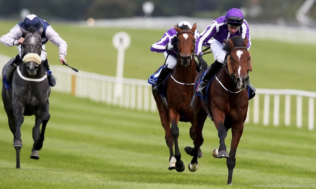 HORSE RACING Race Equestrian Sport Jockey Horses Wallpapers ...