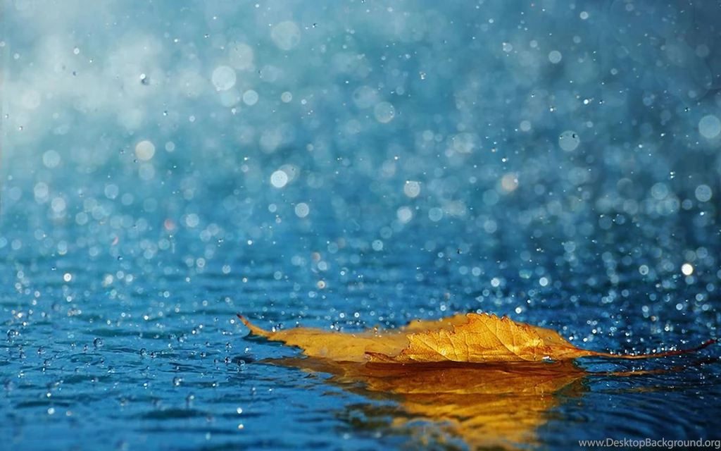 Rain Drops Leafs Android Wallpaper High Resolution.jpg