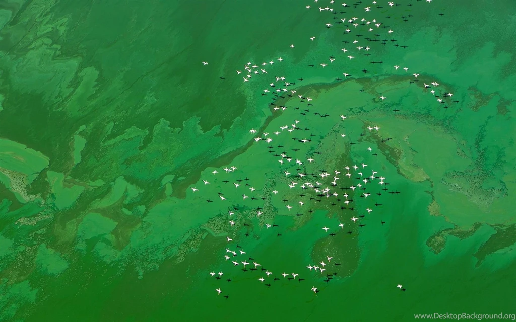 Aerial Flying Birds MAC OS X Mountain Lion HD Wallpapers ...