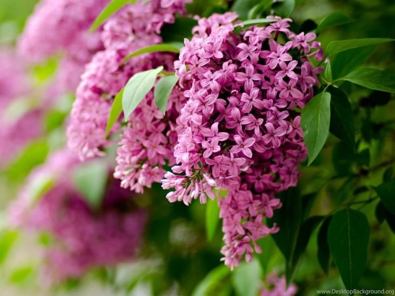 Seasons Wallpapers Pictures