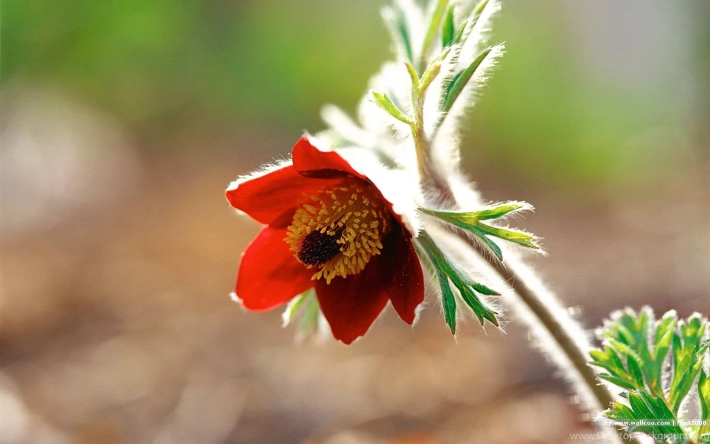 1440*900 Wallpapers Of Season Spring 1440x900 NO.3 Desktop ...