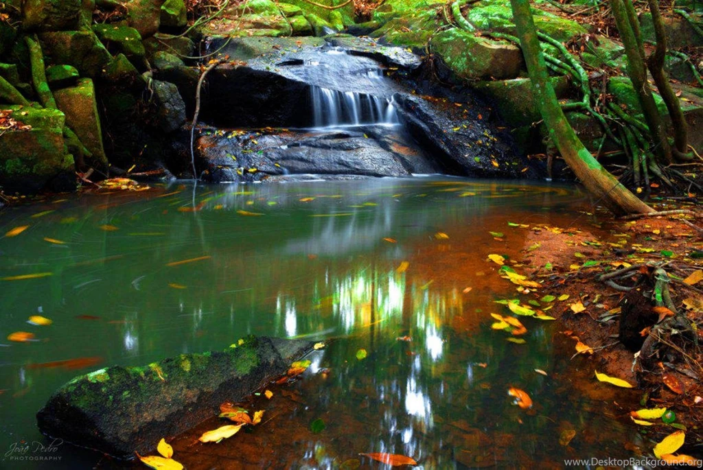 The Joy Of Seasons   (