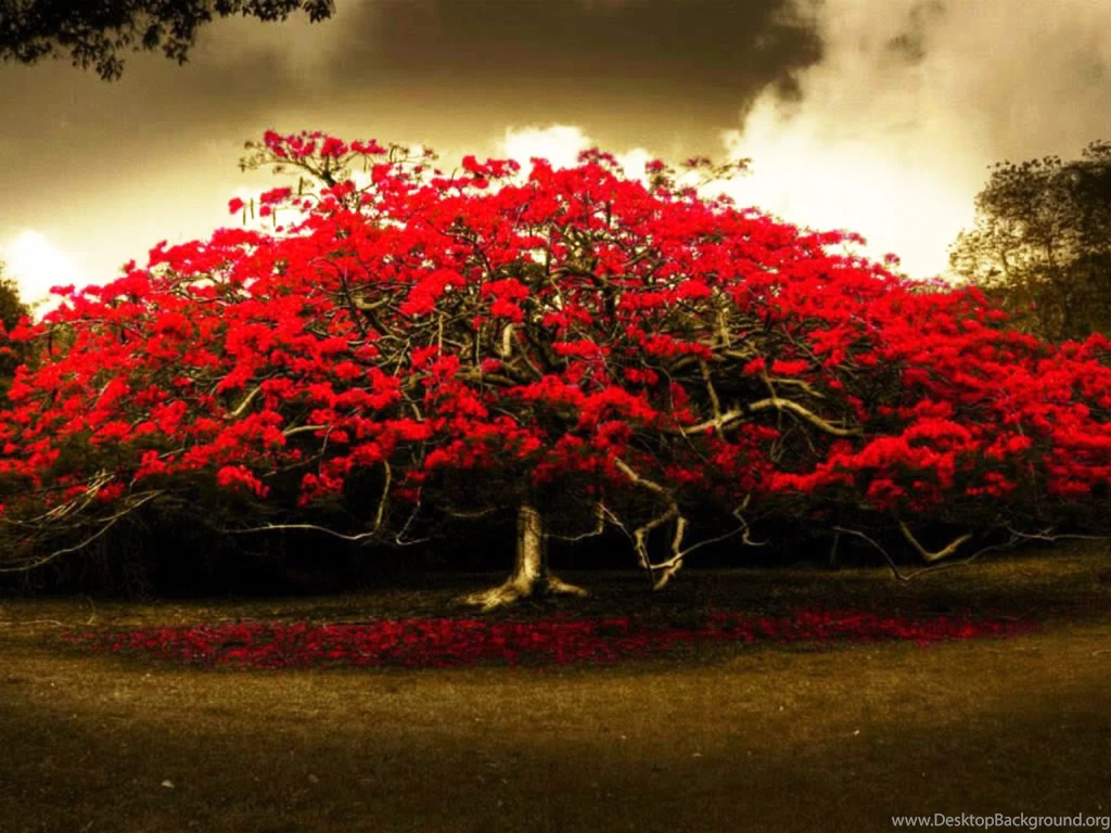 Red Tree Desktop Wallpapers
